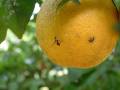 Fruit fly on orange_3